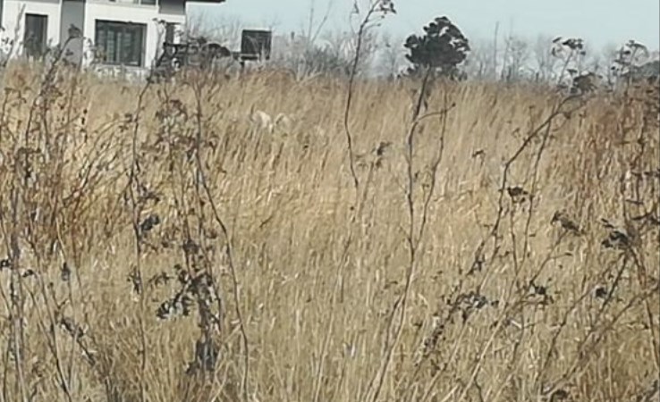 działka na sprzedaż - Żórawina, Suchy Dwór